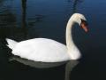 Swan